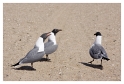 Mouettes NY1